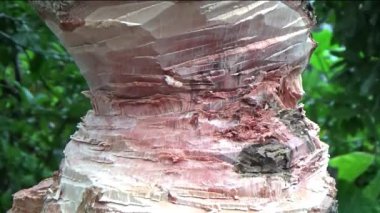 Ağacı bıçakla kesen adam.