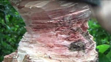 Ağacı bıçakla kesen adam.