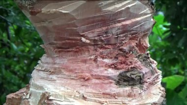 Ağacı bıçakla kesen adam.