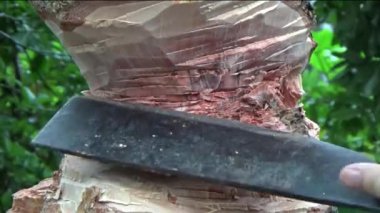 Ağacı bıçakla kesen adam.