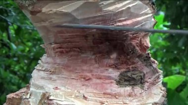 Ağacı bıçakla kesen adam.