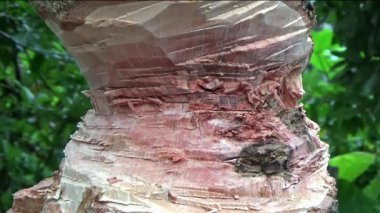 Ağacı bıçakla kesen adam.