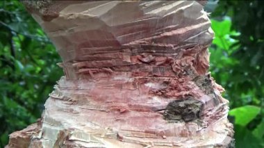 Ağacı bıçakla kesen adam.