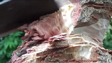 Ağacı bıçakla kesen adam.