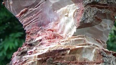 Ağacı bıçakla kesen adam.