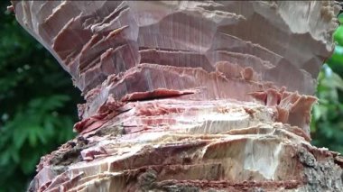 Ağacı bıçakla kesen adam.