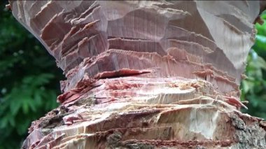 Ağacı bıçakla kesen adam.