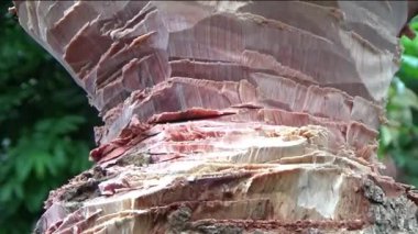 Ağacı bıçakla kesen adam.