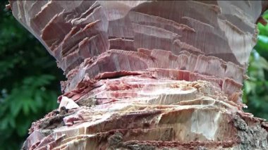 Ağacı bıçakla kesen adam.