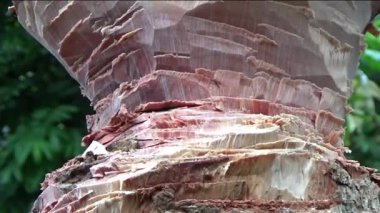 Ağacı bıçakla kesen adam.