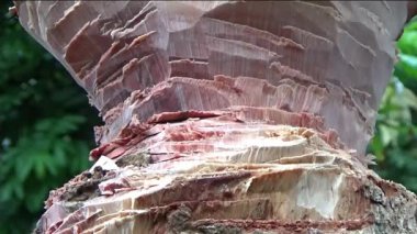 Ağacı bıçakla kesen adam.