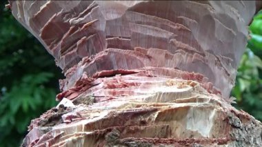 Ağacı bıçakla kesen adam.