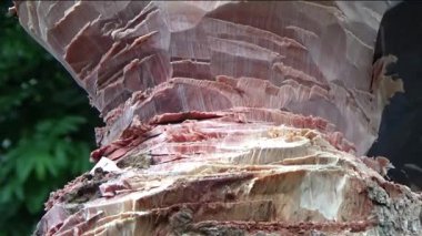 Ağacı bıçakla kesen adam.