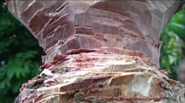 Ağacı bıçakla kesen adam.