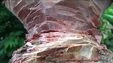 Ağacı bıçakla kesen adam.