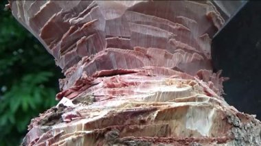 Ağacı bıçakla kesen adam.