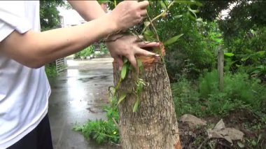 Ağaç kütüğünde orkide yetiştir