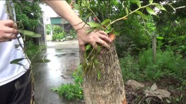 Ağaç kütüğünde orkide yetiştir