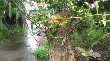 Ağaç kütüğünde orkide yetiştir