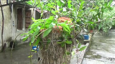 Ağaç kütüğünde orkide yetiştir