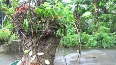 Ağaç kütüğünde orkide yetiştir