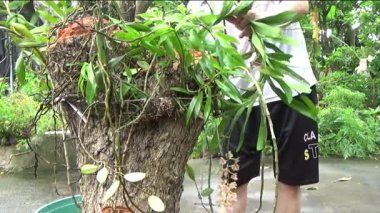 Ağaç kütüğünde orkide yetiştir