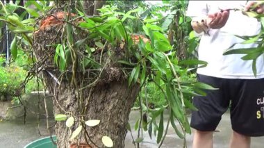 Ağaç kütüğünde orkide yetiştir