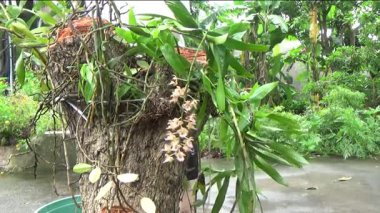 Ağaç kütüğünde orkide yetiştir