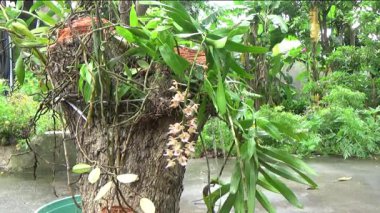 Ağaç kütüğünde orkide yetiştir