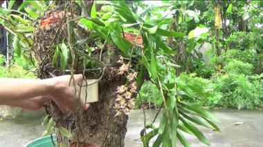 Ağaç kütüğünde orkide yetiştir