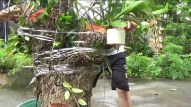 Ağaç kütüğünde orkide yetiştir