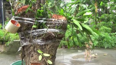 Ağaç kütüğünde orkide yetiştir