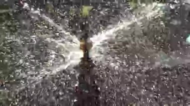 Sebze bahçesinde fıskiye