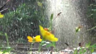 Sebze bahçesinde fıskiye