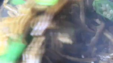 Geleneksel Vietnam yemekleri.