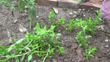 Bahçede ve vazolarda bitkiler yetişir.