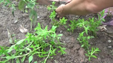 Bahçede ve vazolarda bitkiler yetişir.