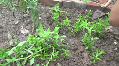 Bahçede ve vazolarda bitkiler yetişir.