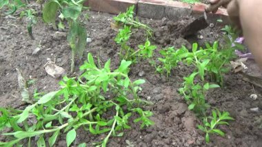 Bahçede ve vazolarda bitkiler yetişir.