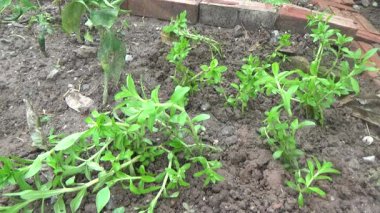 Bahçede ve vazolarda bitkiler yetişir.