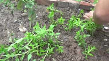 Bahçede ve vazolarda bitkiler yetişir.