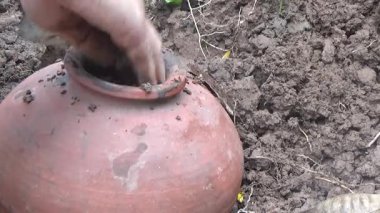 Bahçede ve vazolarda bitkiler yetişir.