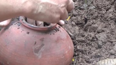 Bahçede ve vazolarda bitkiler yetişir.