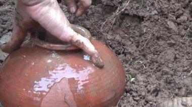 Bahçede ve vazolarda bitkiler yetişir.