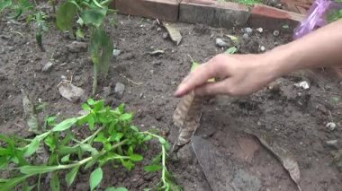 Bahçede ve vazolarda bitkiler yetişir.