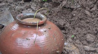 Bahçede ve vazolarda bitkiler yetişir.