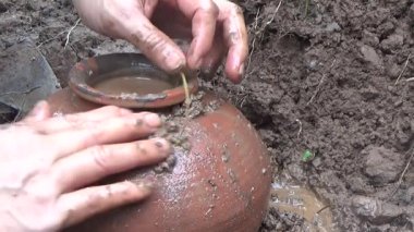 Bahçede ve vazolarda bitkiler yetişir.