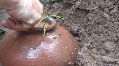 Bahçede ve vazolarda bitkiler yetişir.