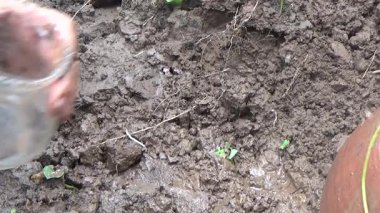 Bahçede ve vazolarda bitkiler yetişir.