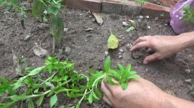 Bahçede ve vazolarda bitkiler yetişir.